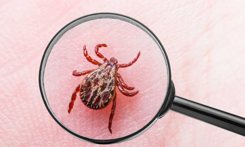 Mapeamento genético revela como vírus emergente de carrapatos se espalhou pelo nordeste dos EUA