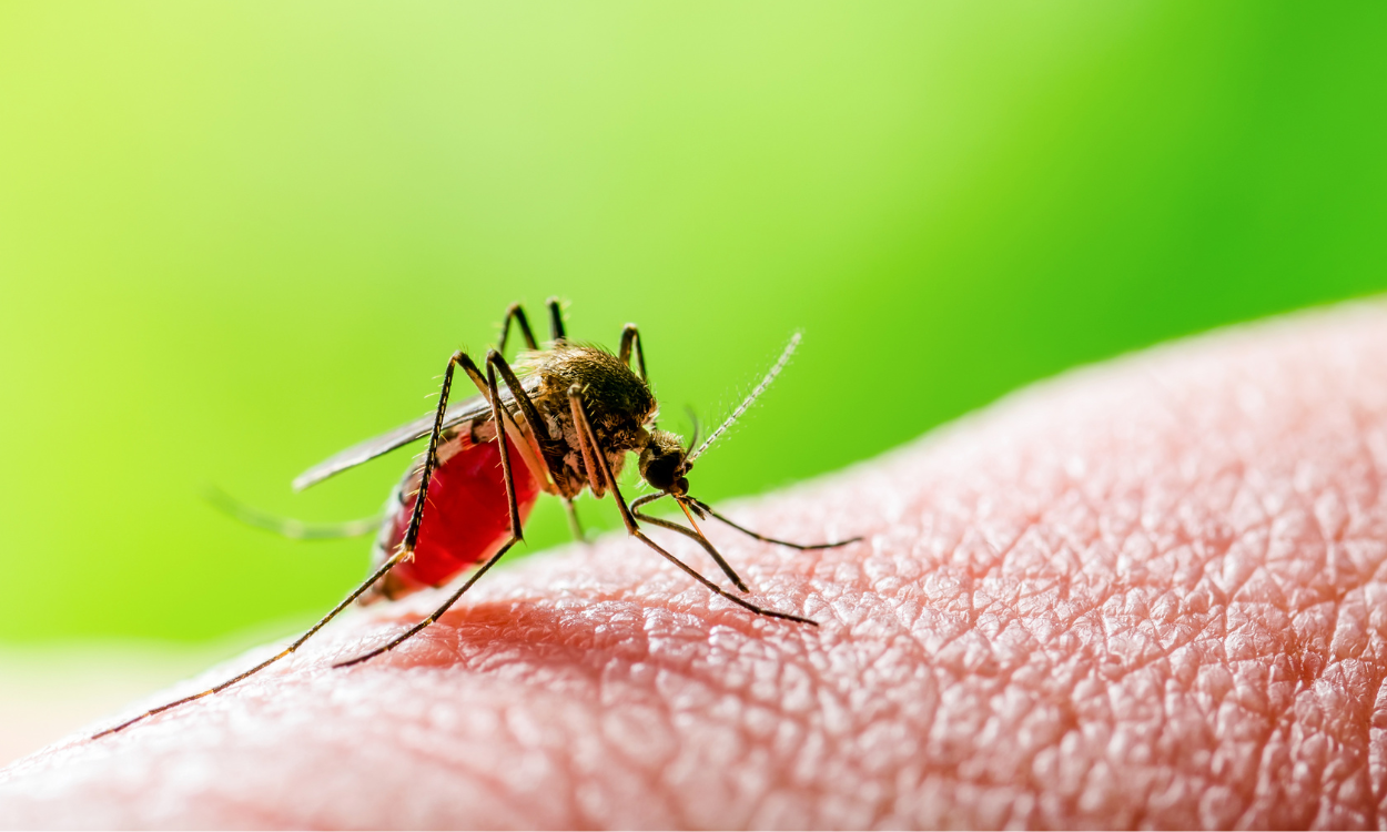 Inteligência artificial e análise espacial ajudam a antecipar casos de malária na Amazônia Legal