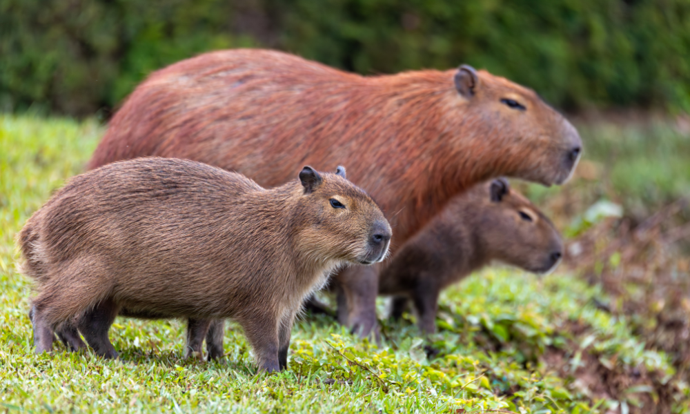 Brasil tem o primeiro Biorrepositório Nacional da Biodiversidade
