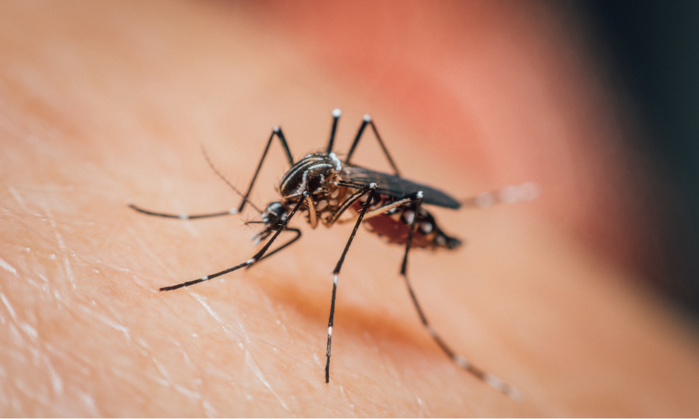 O Globo: Brasil tem alta de casos de infecção com os vírus de dengue e chikungunya ao mesmo tempo