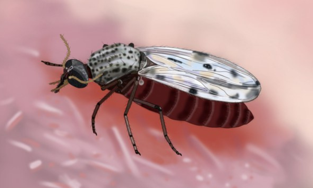 Agência Brasil: Estudo explica diferença de sintomas entre febre do Oropouche e dengue