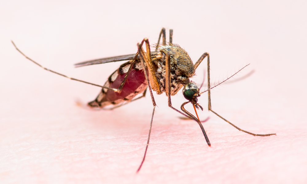Caso raro de chikungunya com manifestação neurológica é relatado em criança na Amazônia