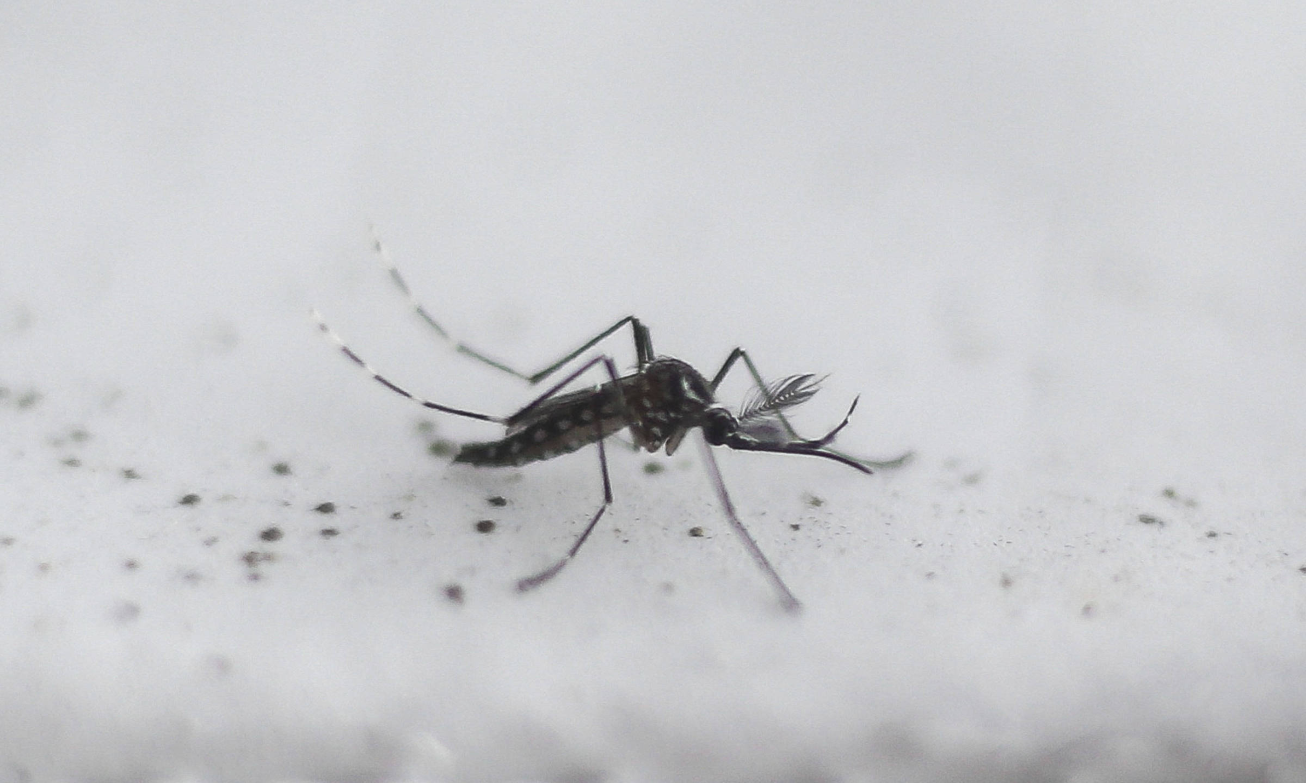 Folha de S.Paulo: Brasil ultrapassa a marca de 500 mortos por dengue em 2025