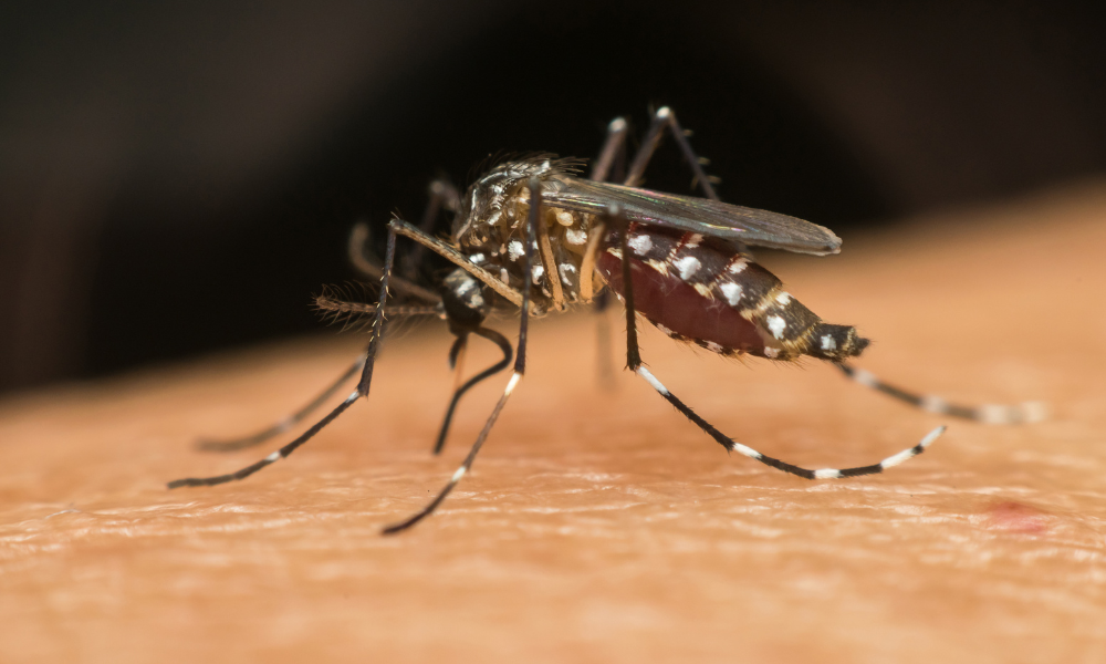Folha de S.Paulo: Brasil ultrapassa a marca de 500 mortos por dengue em 2025