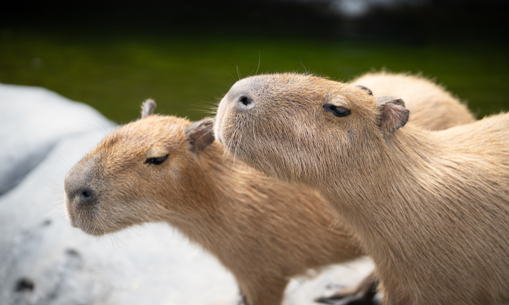 Agência Fapesp: Brasil lança o primeiro Biorrepositório Nacional da Biodiversidade