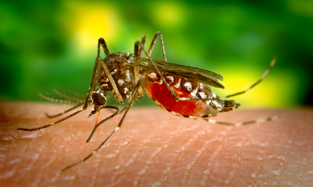 Lupa: Doses, eficácia e reações - as dúvidas sobre as vacinas contra dengue disponíveis no Brasil