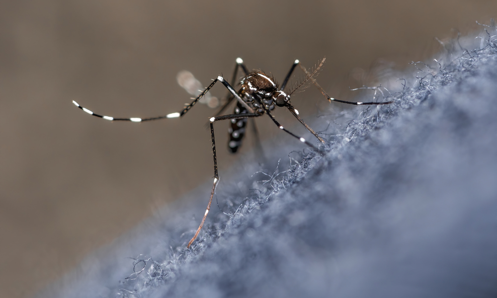UOL: Após pico da dengue, Brasil ainda falha em vacinação e controle de mosquito