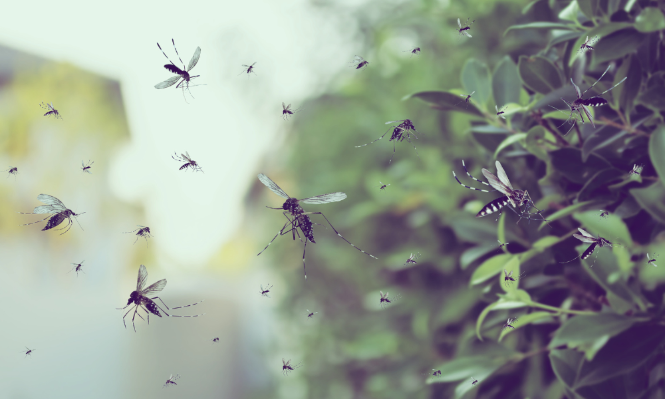 Positividade para dengue sobe 8 pontos em duas semanas e atinge 19%, mostra ITpS