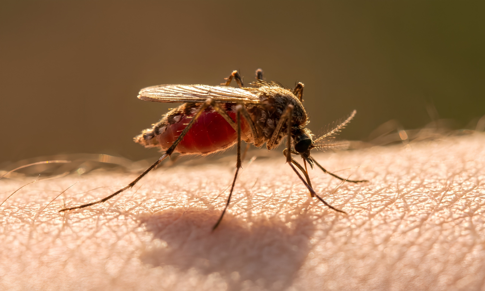 Estudo revela perfil clínico, laboratorial e imunológico da febre do Oropouche e detalha diferenças em relação à dengue