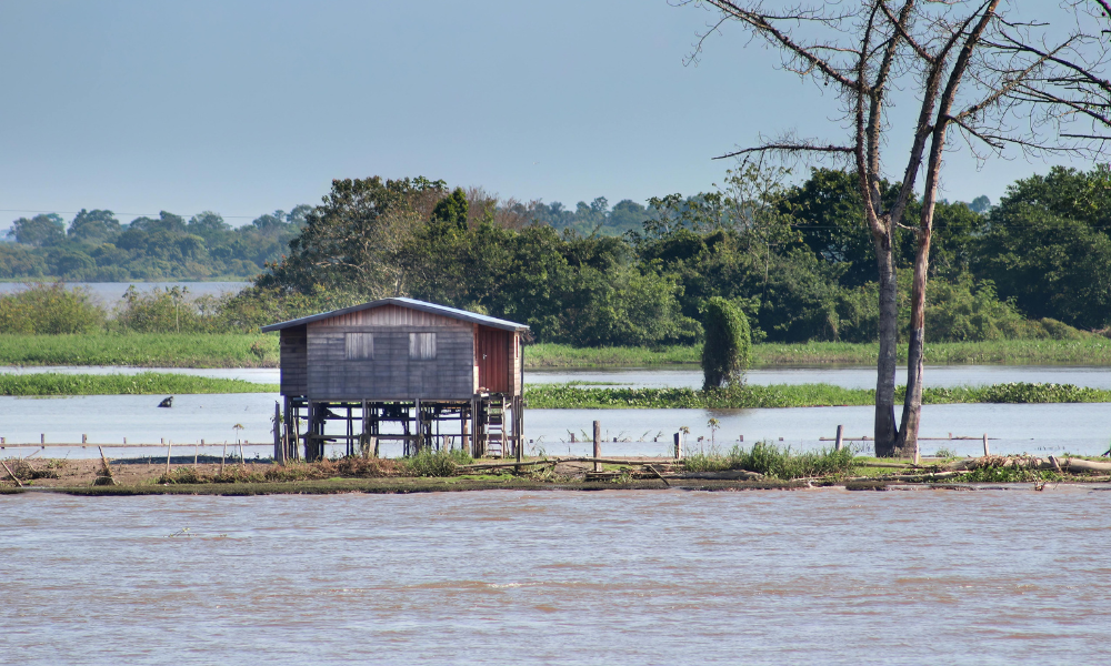 Mais da metade dos casos de febre Oropouche na América Latina ocorreram no Brasil, aponta estudo