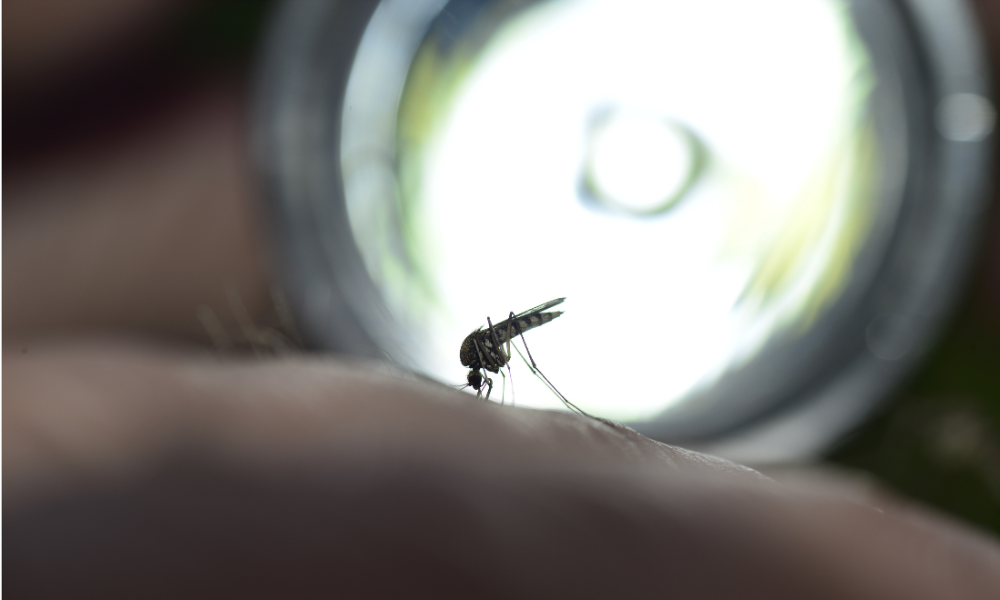 Estadão: semana de maio registrou maior percentual de testes positivos para dengue em dois anos